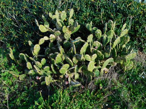 spiny plants