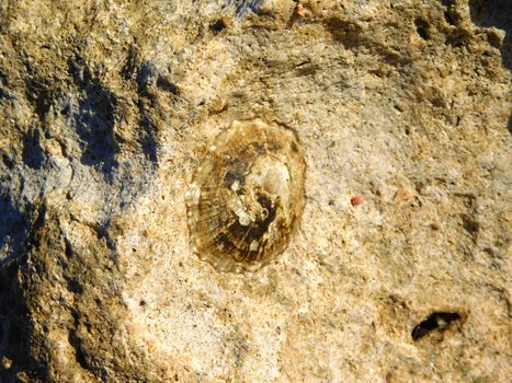 stone texture