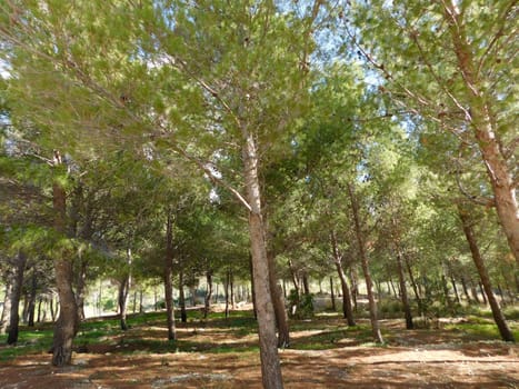 trees