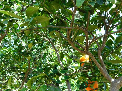 lemon tree