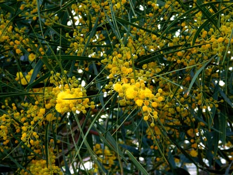 flowers