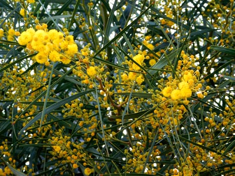 flowers