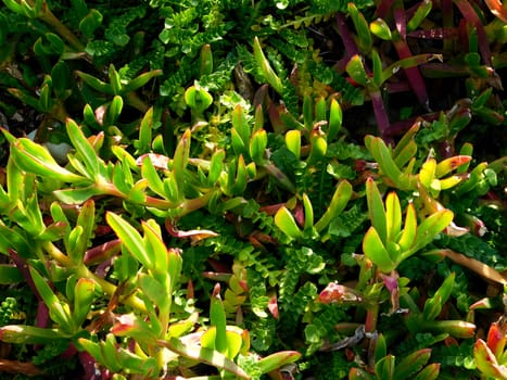 plants
