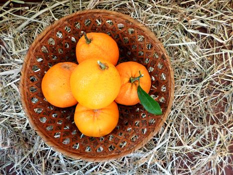 oranges
