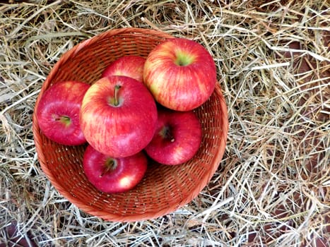 apples