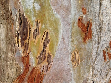 tree trunk texture