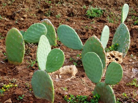 spiny plants