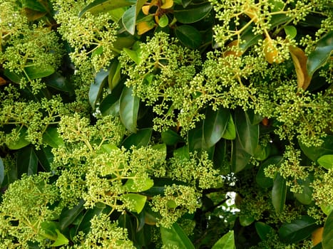 plants