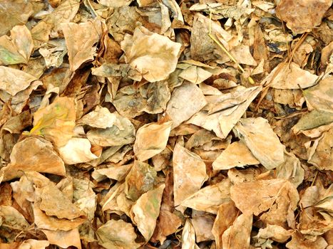 Dry leaves