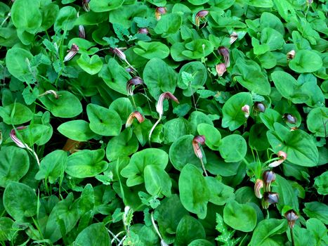 plants