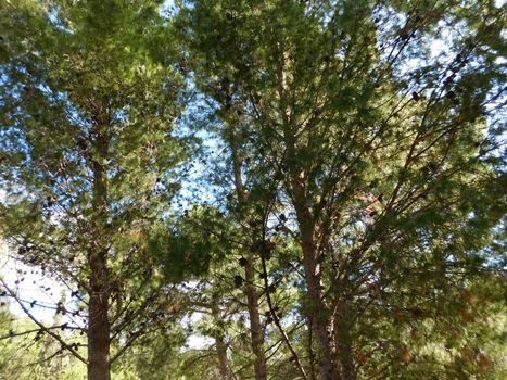 trees