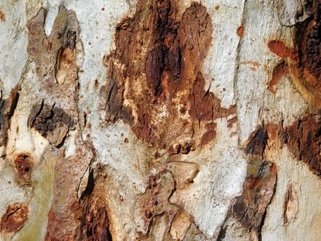 tree trunk texture