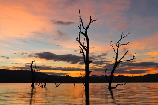 Spectacular sunset across the lake in outback NSW Australia with birds roosting on the branches of dead trees rising from a full lake