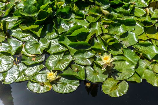 Lotus in a pond at the Alhambra Palace in Granada, Spain, Europe on a bright summer day