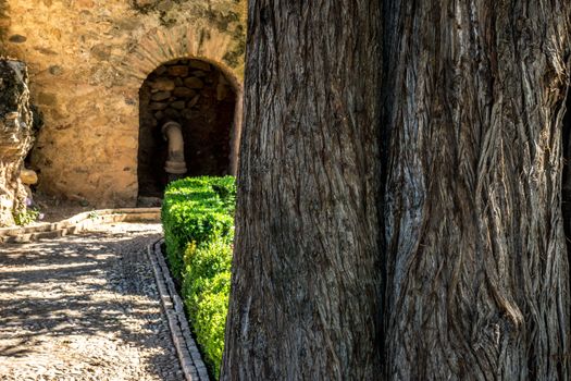 Tree bark in the Alhambra gardens in Granada, Spain, Europe on a bright summer day