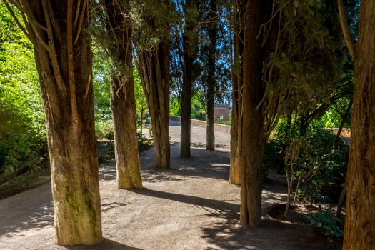 Trees in the Alhambra gardens in Granada, Spain, Europe on a bright summer day