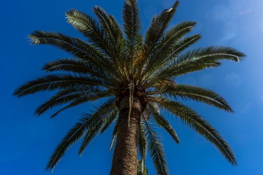 Tall palm tree at the Alhambra, Granada, Spain, Europe on a bright sunny summer day with clear blue sky