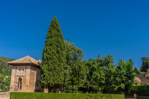 Tall tree in the beautiful gardens of the ancient Alhambra Palace in Granada on the Costa del Sol in Spain, Europe on a sunny day with blue sky