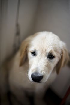 portrait of golden retriever puppy dog at home