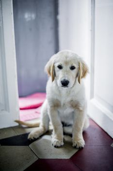 portrait of golden retriever puppy dog at home