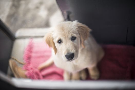 portrait of golden retriever puppy dog at home