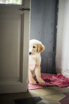 portrait of golden retriever puppy dog at home