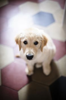 portrait of golden retriever puppy dog at home