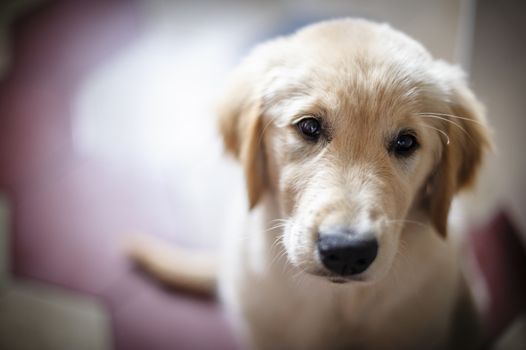 portrait of golden retriever puppy dog at home