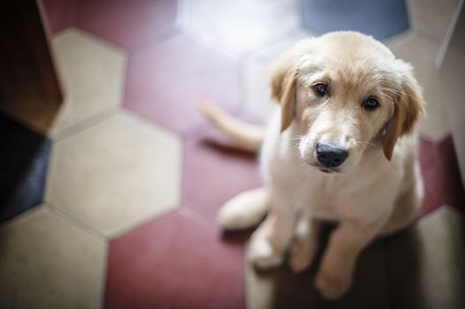 portrait of golden retriever puppy dog at home