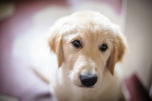 portrait of golden retriever puppy dog at home