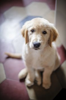 portrait of golden retriever puppy dog at home