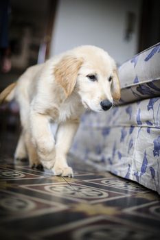 portrait of golden retriever puppy dog at home