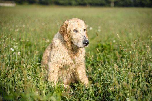 portrait of golden retriever in the tall grass on an autumn day