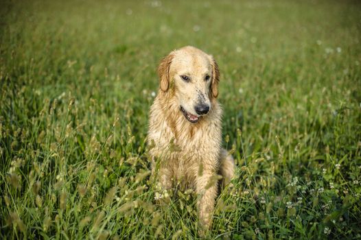 portrait of golden retriever in the tall grass on an autumn day