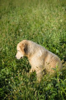 portrait of golden retriever in the tall grass on an autumn day