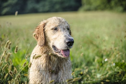 portrait of golden retriever in the tall grass on an autumn day