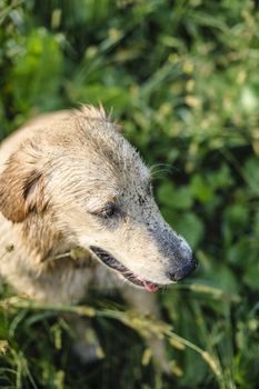 portrait of golden retriever in the tall grass on an autumn day