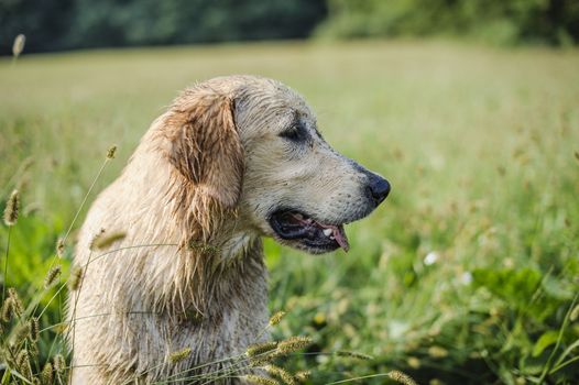 portrait of golden retriever in the tall grass on an autumn day