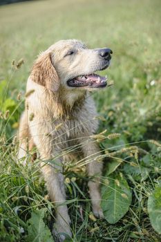 portrait of golden retriever in the tall grass on an autumn day