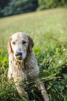 portrait of golden retriever in the tall grass on an autumn day