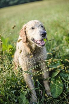 portrait of golden retriever in the tall grass on an autumn day