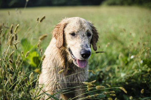 portrait of golden retriever in the tall grass on an autumn day