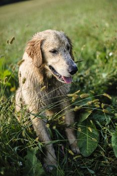 portrait of golden retriever in the tall grass on an autumn day