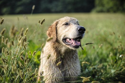 portrait of golden retriever in the tall grass on an autumn day