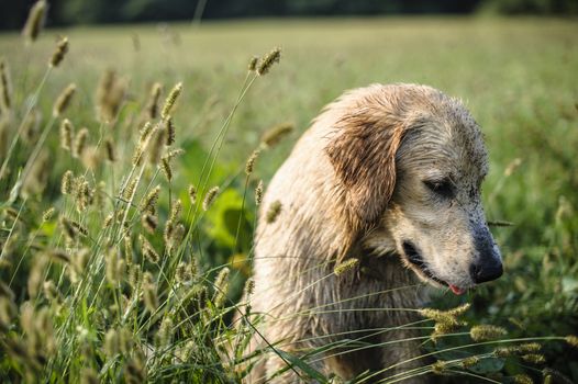 portrait of golden retriever in the tall grass on an autumn day