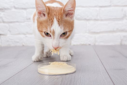 Young red kitten eats dry yeast extract - animal nutritional additive product