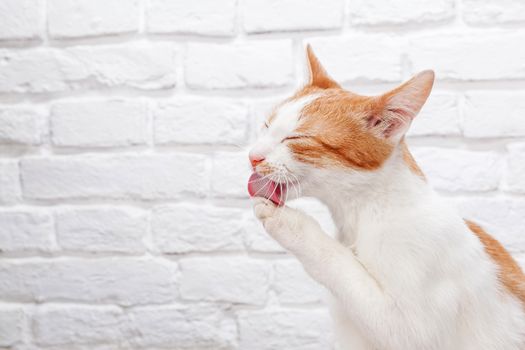 Studio shot of adorable young red kitten licking his paw