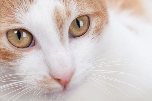 Studio shot of adorable young red kitten. Closeup.