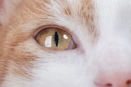 Closeup studio shot of an eye of young red kitten.