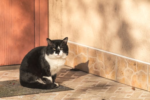 Cut black-white cat sitting on the doorstep of the house. Sunny beautiful winter day. Close up, copy space.